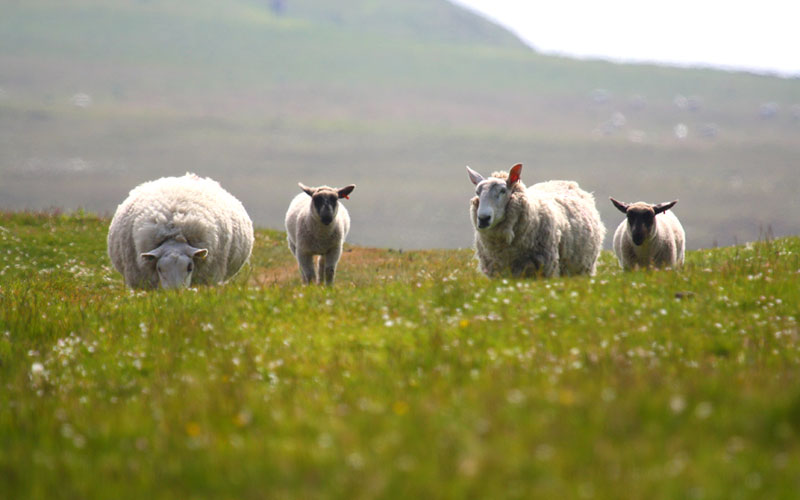 sheep