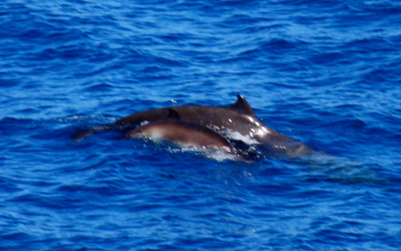 beakedwhale