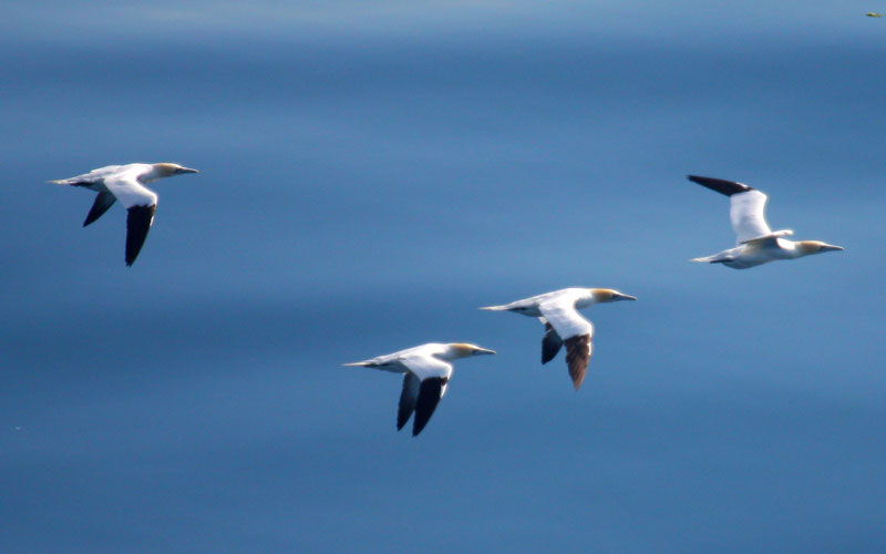 gannet