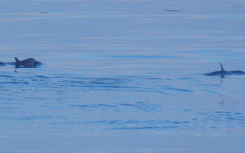 harbourporpoise