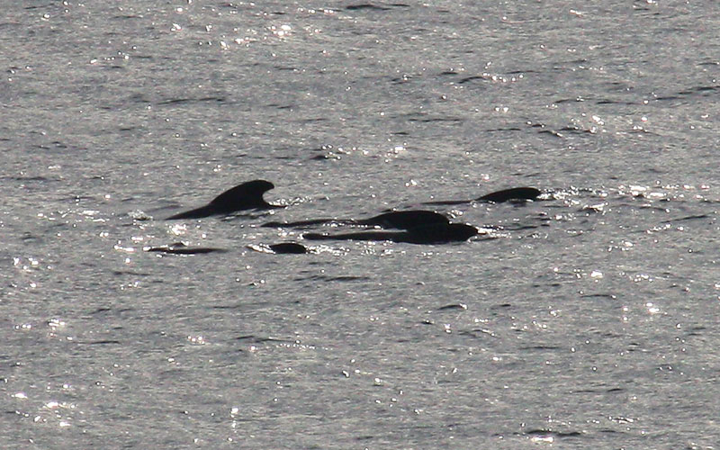 pilotwhale