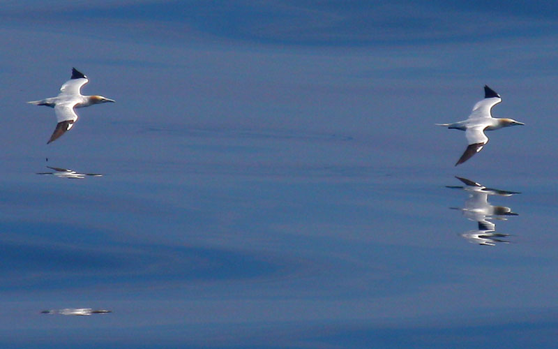 spain_bird