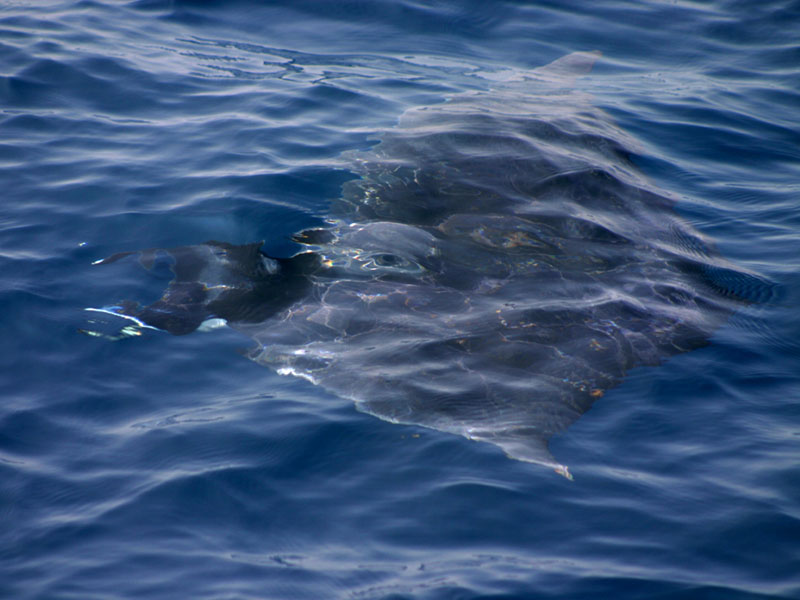 manta_ray